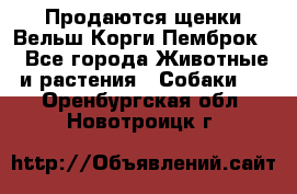 Продаются щенки Вельш Корги Пемброк  - Все города Животные и растения » Собаки   . Оренбургская обл.,Новотроицк г.